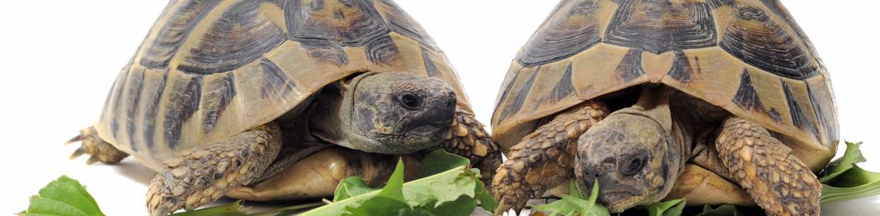 Schildkröten beim Tierarzt Tierarzt für Schildkröten