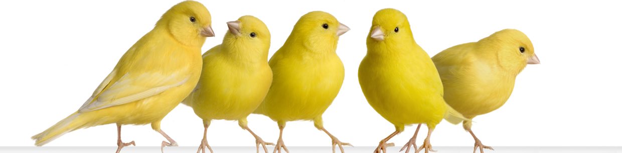 Dienstplan Tierarzt Vögel