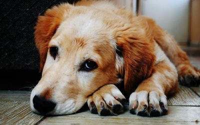 Informationen zur Entwurmung von Hunden