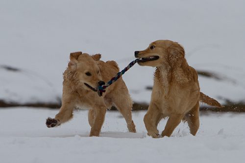 Physiotherapie & Osteopathie für Tiere