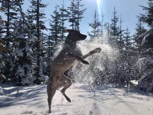 Pfotenpflege im Winter