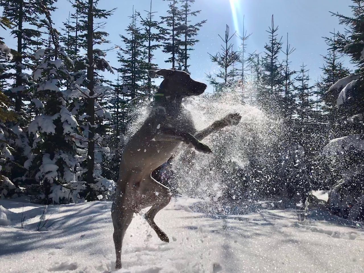 Pfotenpflege beim Hund im Winter Ratgeber Tierarztpraxis Rödiger