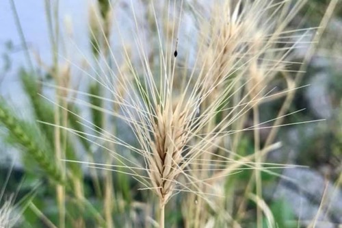 Grannen Sommerzeit ist Grannenzeit Blog der Tierarztpraxis Rödiger