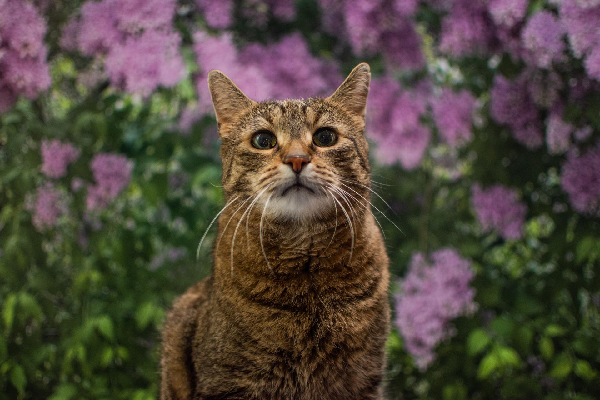 Der Backenkater