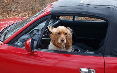 Autoreisen mit Hund und Katze – das sollten Sie wissen